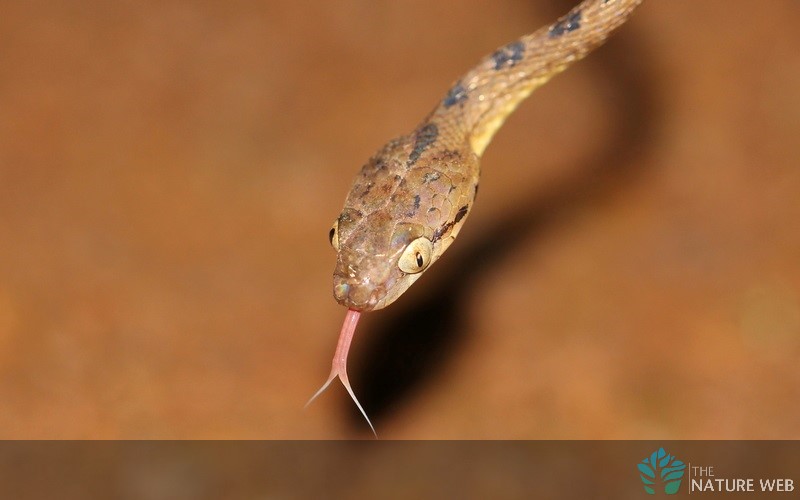 Beddome's Cat Snake